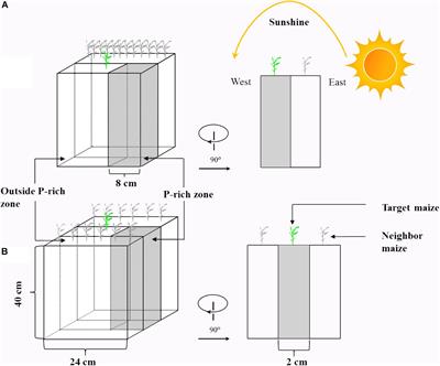 Interactions Between Light Intensity and Phosphorus Nutrition Affect the P Uptake Capacity of Maize and Soybean Seedling in a Low Light Intensity Area